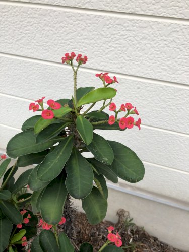 「花の名前を教えてください。」の質問画像