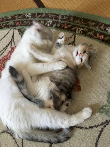 「あなたの犬猫自慢を教えて下さい。」の回答画像1