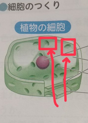 「これって葉緑体じゃないんですか？答えには」の質問画像