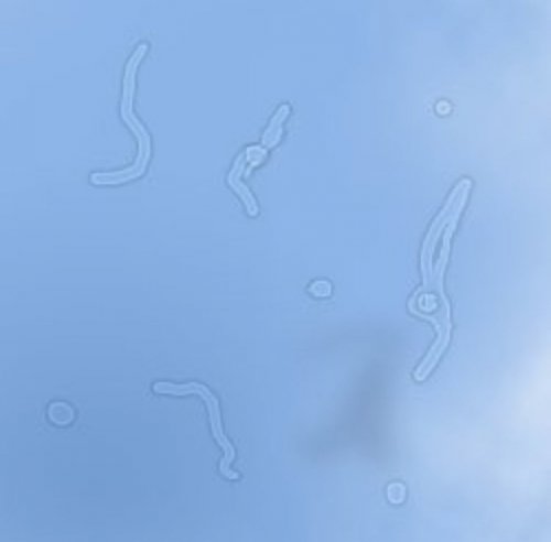 「たまに現れるこれの正体がなにか分かります」の質問画像