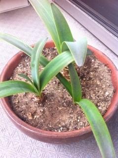 「植物の名前を教えて下さい(2)」の質問画像