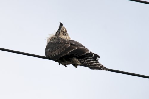 「鳥の名前教えて下さい」の質問画像