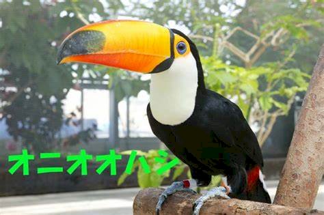 「オレンジ色が特徴的な動物教えてください。」の回答画像5