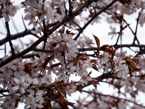 「桜の種類を教えて下さい。」の質問画像