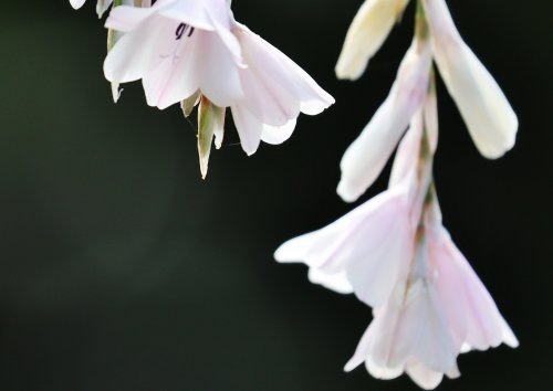 「花の名前を教えてください。」の質問画像