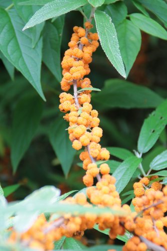 「この植物の名前は。」の質問画像