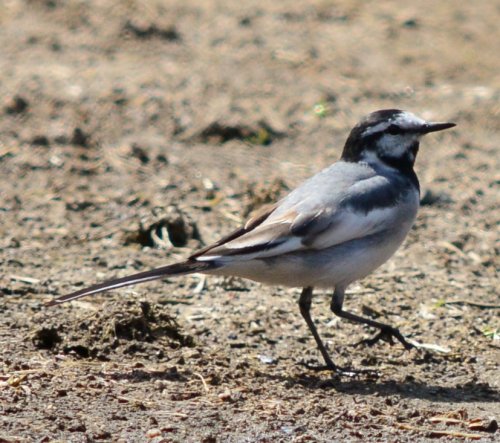 「野鳥の名前を教えて下さい」の質問画像