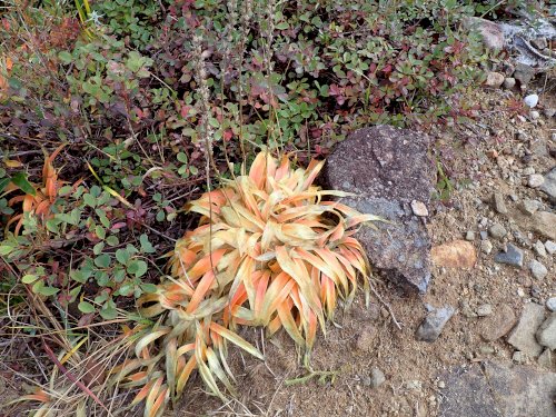 「この植物の名前を教えてください」の質問画像