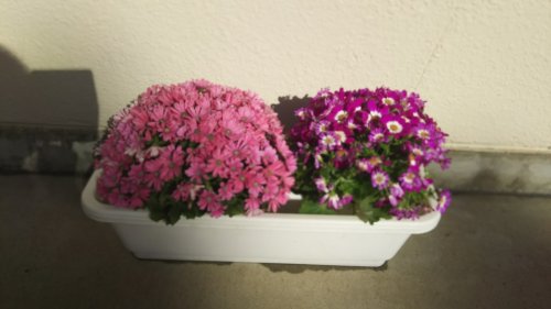 「この花のなまえは？」の質問画像