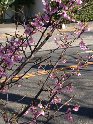 「思わず(*≧∀≦*) 最近、保存しちゃっ」の回答画像13