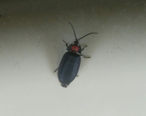「今月10日に家に迷い込んでた虫を発見しま」の質問画像