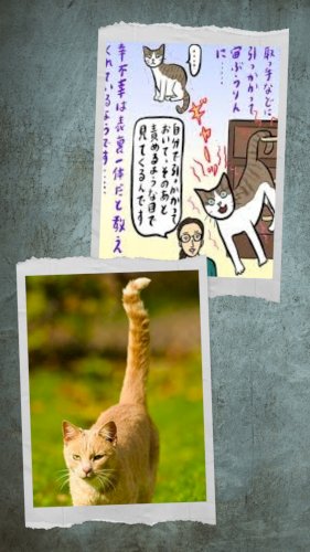 「長崎の尾曲がり猫(=^_^=)」の質問画像