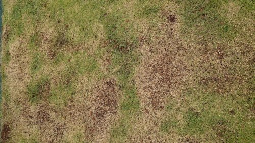 「高麗芝について一部枯れたような状態になっ」の質問画像