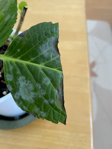 アジサイについて ずぶの素人ですが アジサイの剪定後元からある葉に 虫除け 害虫駆除 教えて Goo