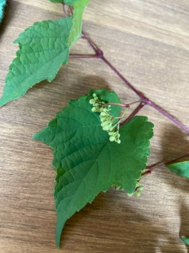 「草花の名前、教えてください。」の質問画像