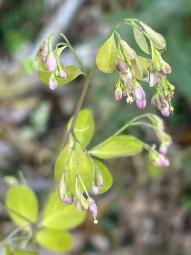 「草花の名前、教えてください」の質問画像