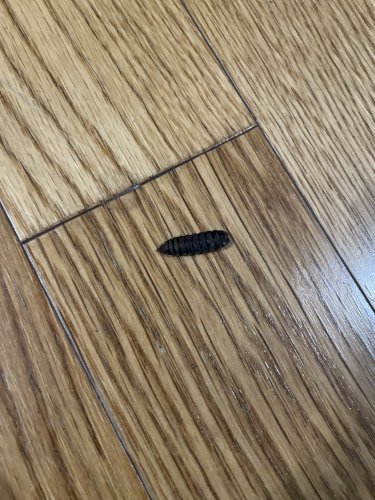 「写真の虫の名前は何なのでしょうか？」の質問画像