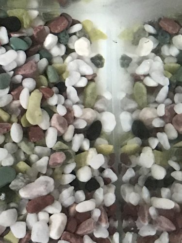 「メダカの卵をもらったのに入ってました。 」の質問画像