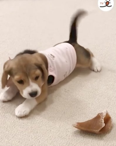 「このヒヅメはどの動物のヒヅメですか？」の質問画像