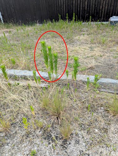 「この背の高い草はなんですか？」の質問画像