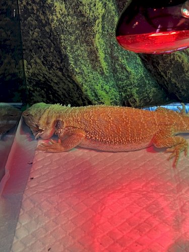 「フトアゴヒゲトカゲを飼ってるんですがここ」の質問画像