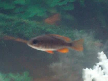 「この魚の名前を教えてください。」の質問画像