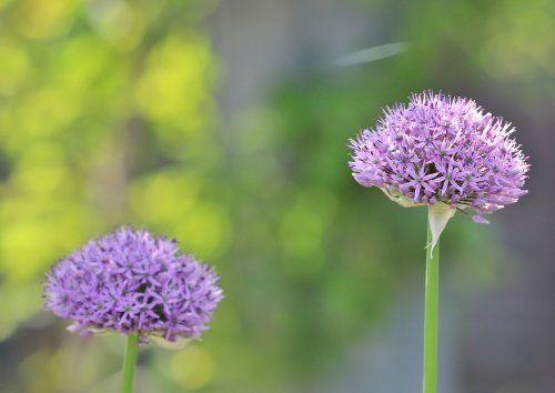 「花の名前を教えてください。」の質問画像