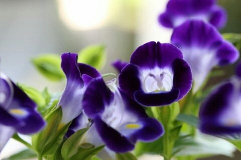 「花の名前を教えてください。」の回答画像3