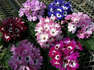 「この花のなまえは？」の回答画像2