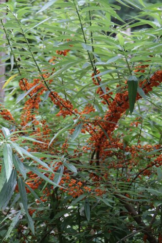 「この植物の名前は。」の補足画像2