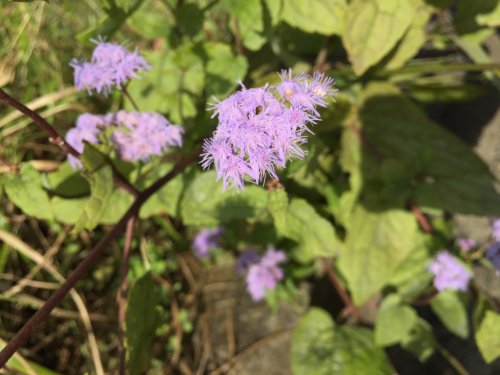 「この花の名前を教えて頂けますか。」の質問画像