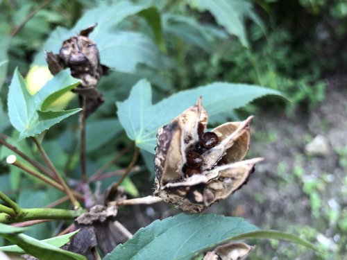 「アオイ科フヨウ属の花 「品種」を教えて下」の補足画像2