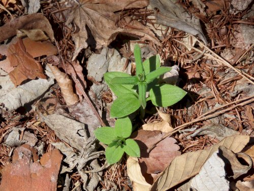 「野草の名前 教えてください」の質問画像
