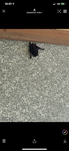 「これ何かわかりますか？横画面からですみま」の補足画像2