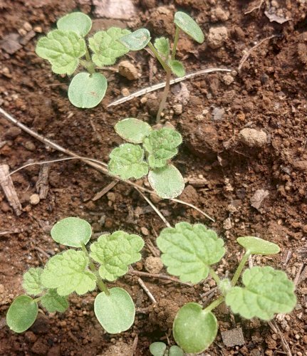 「この植物の名前を教えていただけますと幸い」の質問画像
