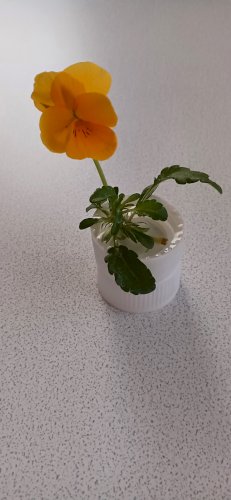「1 月13日に花壇のビオラの枯れた花を切」の質問画像