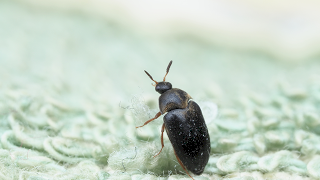 ゴキブリなのか、それとも？家に発生する謎の虫、その正体を専門家に聞いた