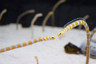 “ちんあなご”がニョキニョキ突き出る京都水族館のパフェがすごい!
