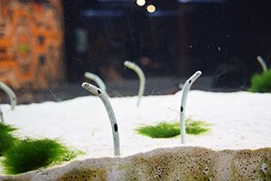 “ちんあなご”がニョキニョキ突き出る京都水族館のパフェがすごい!